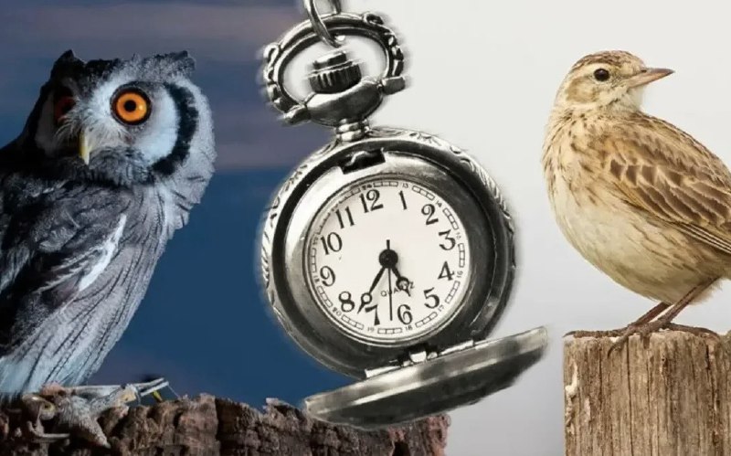 Совы, жаворонки и голуби — как настроить режим под себя