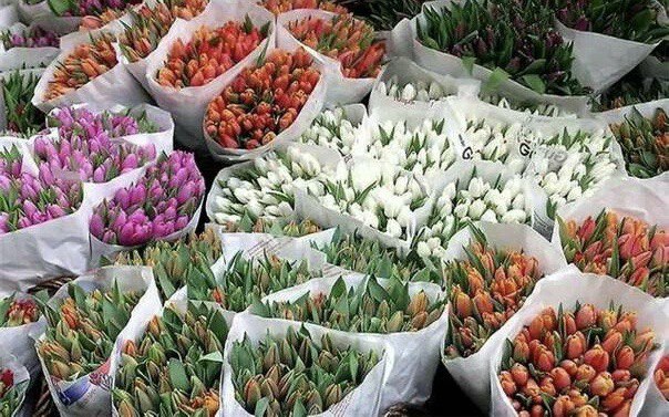 Свежие тюльпаны без переплаты: чек-лист перед 8 Марта
