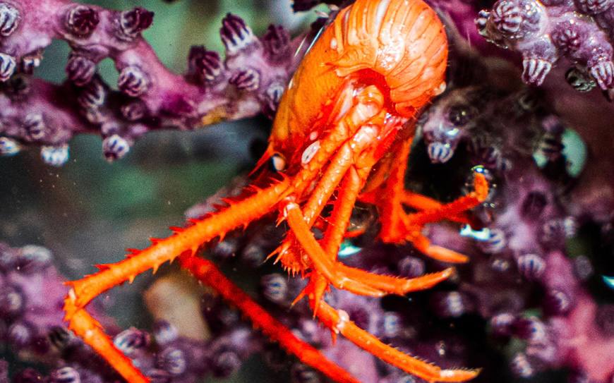 В глубинах Тихого океана обнаружили десятки новых видов — итоги масштабной экспедиции